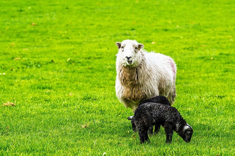 Sheep and farm in Lake District National Park, Coniston Water, Cumbria, England, United Kingdom