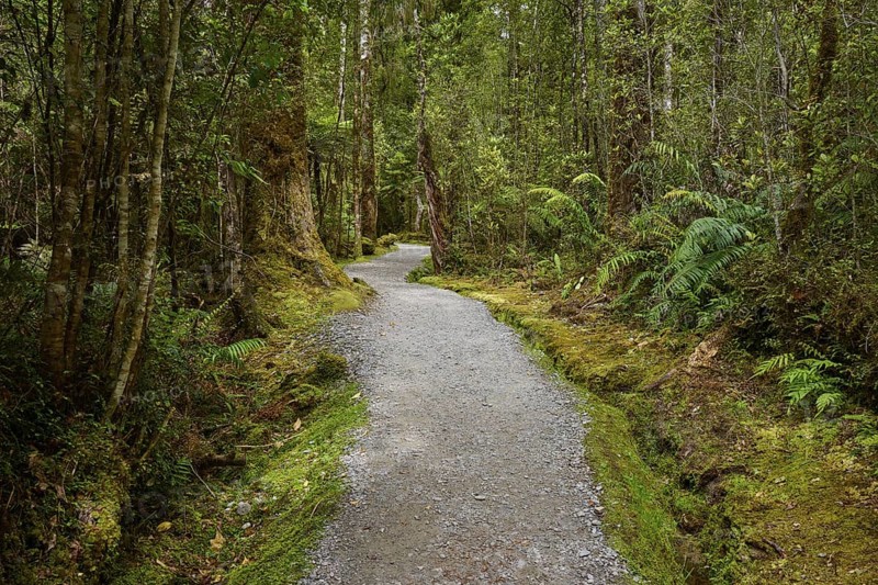 A narrow forest path winds its way through dense vegetation and tall trees, summer, Lake Matheson, Fox Glacier, South Island, New Zealand