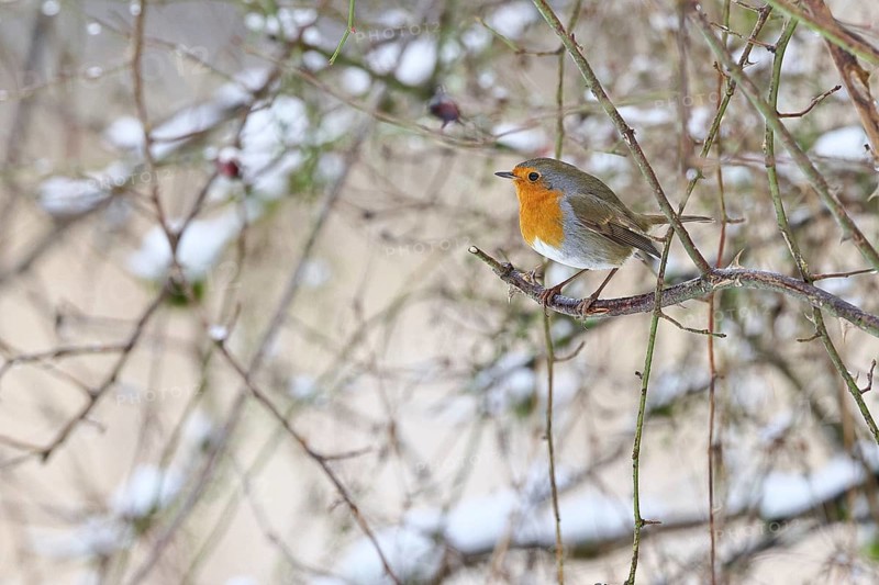 Robin (Erithacus rubecula), on a twig in the branches of a dog rose (Rosa canina), Wilnsdorf, North Rhine-Westphalia, Germany