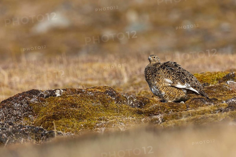 Ptarmigan (Lagopus), Pair, Chicken birds (Galliformes), Aventdalen, Longyearbyen, Spitsbergen, Svalbard