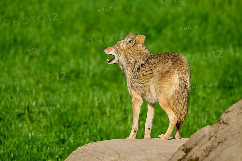 A coyote looking into the distance, standing on a rock, with green grass in the background, Coyote (Canis latrans), Spring, France
