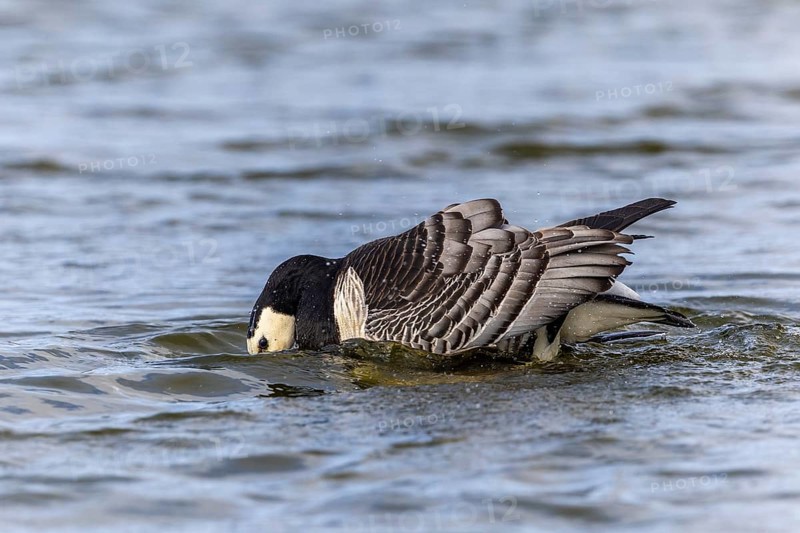 White-fronted Goose (Branta leucopsis), Geese (Anseriformes), Mating in the water, Aventdalen, Longyearbyen, Spitsbergen, Svalbard