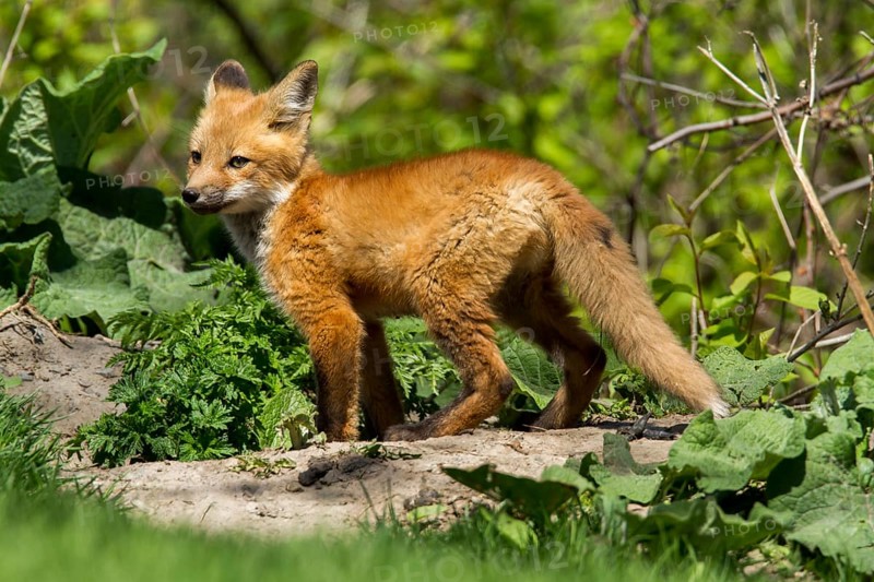 Red fox (Vulpes vulpes), Fox cub standing on a rock and looking around, Province of Quebec, Canada, North America