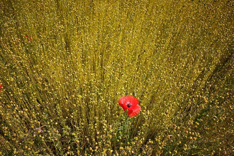 Corn poppy (Papaver rhoeas) Flax field, flax, (Linum usitatissimum) Linaceae, Normandy, Calvados, France
