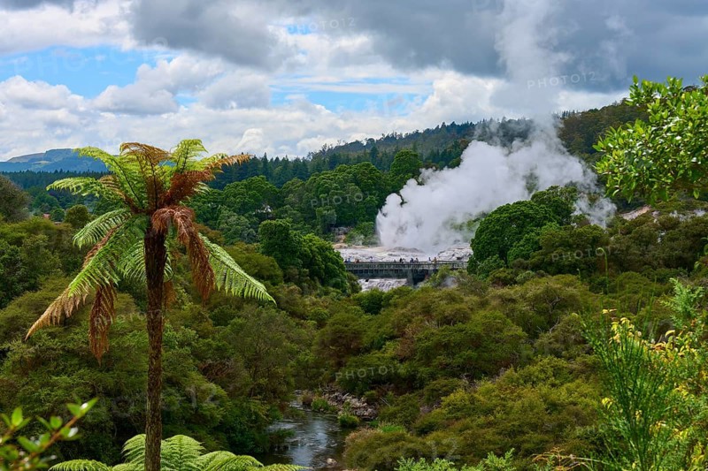 Steam clouds rise from a volcanic area between green trees and ferns under a slightly cloudy sky, Te Puia, Whakarewarewa, Rotorua, New Zealand