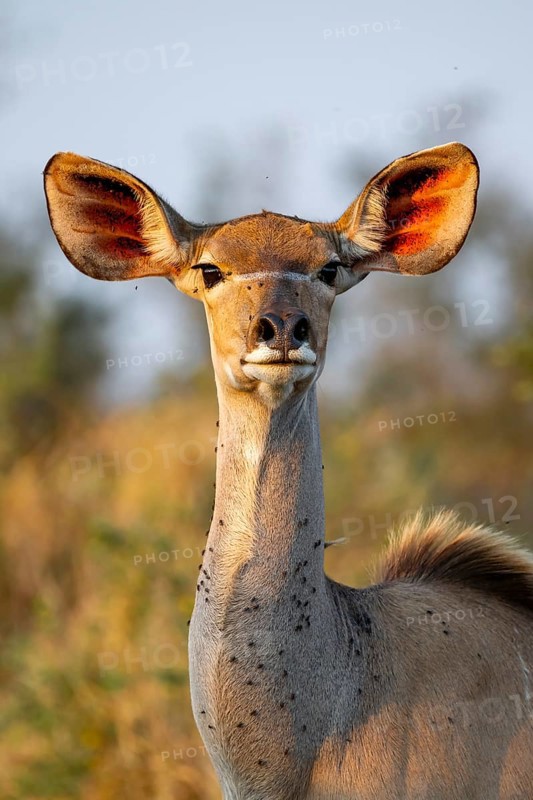 Greater kudu (Tragelaphus strepsiceros) in dry grass, adult female in evening light, alert, animal portrait, Kruger National Park, South Africa