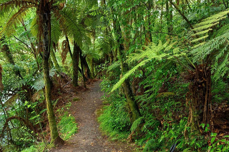 A narrow path winds through a lush, green rainforest full of ferns, Mclaren Fall Park, Omanawa, North Island, New Zealand