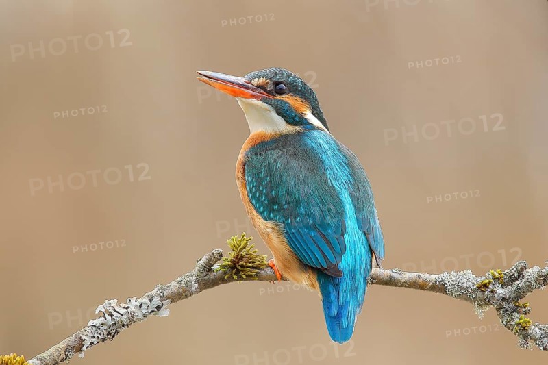 Kingfisher (Alcedo atthis), female sitting on a branch overgrown with moss and lichen, wildlife, nature photography, water bird, Siegerland, North Rhine-Westphalia, Germany