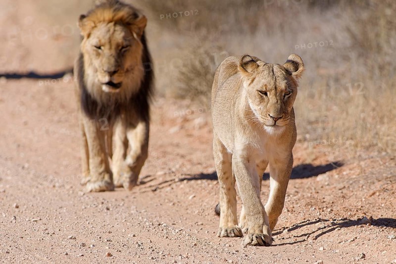 African lions (Panthera leo), two adults, male and female, walking on a dirt road, Kgalagadi Transfrontier Park, Northern Cape, South Africa