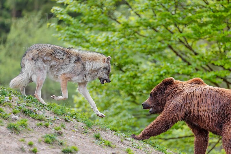 A Eurasian gray wolf (Canis lupus lupus) encounters a European brown bear (Ursus arctos arctos) in a green meadow and shows aggression, leading to a short fight without injuries