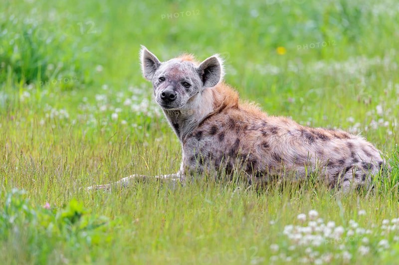 An adult male spotted hyena (Crocuta crocuta) lying in a green meadow, observing something. Southern part of Africa