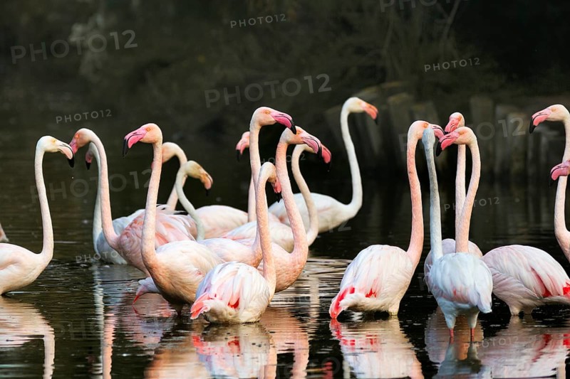 Pink flamingos (Phoenicopterus roseus), standing in the pond, Pont de Gau Bird Park, Saintes-Maries-de-la-Mer, Camargue Regional nature park Park, France