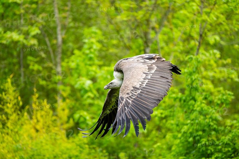 Eurasian griffon vulture (Gyps fulvus) flying, Bavaria, Germany