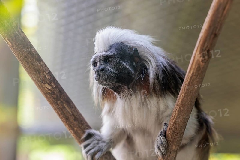 Cotton-top tamarin (Saguinus oedipus) at the Chattanooga Zoo in Chattanooga, Tennessee