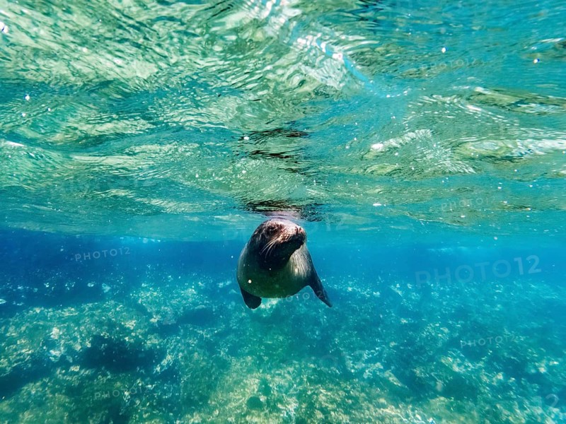 Sea lion (Zalophus wollebaeki), underwater, Galapagos, Ecuador