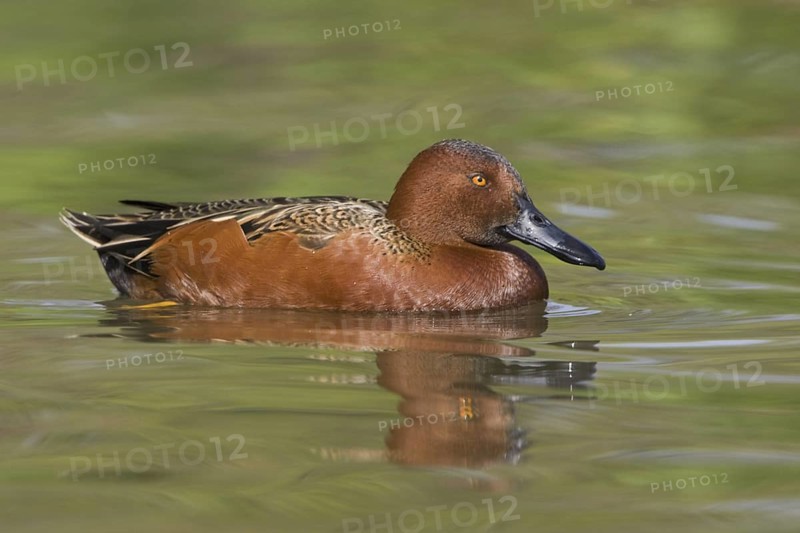 Cinnamon Teal (Spatula cyanoptera) male, Texas, USA