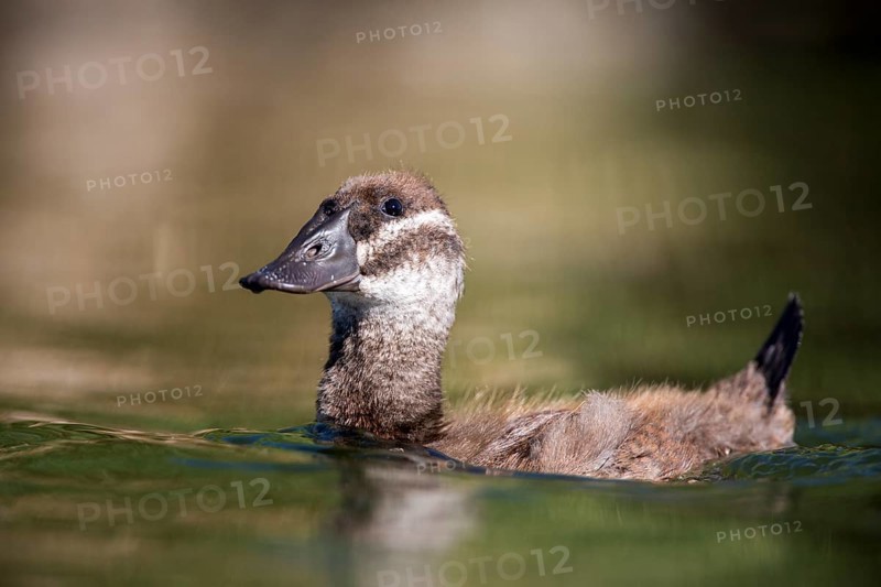 White-headed Duck (Oxyura leucocephala) juvenile, Castile-La Mancha, Spain