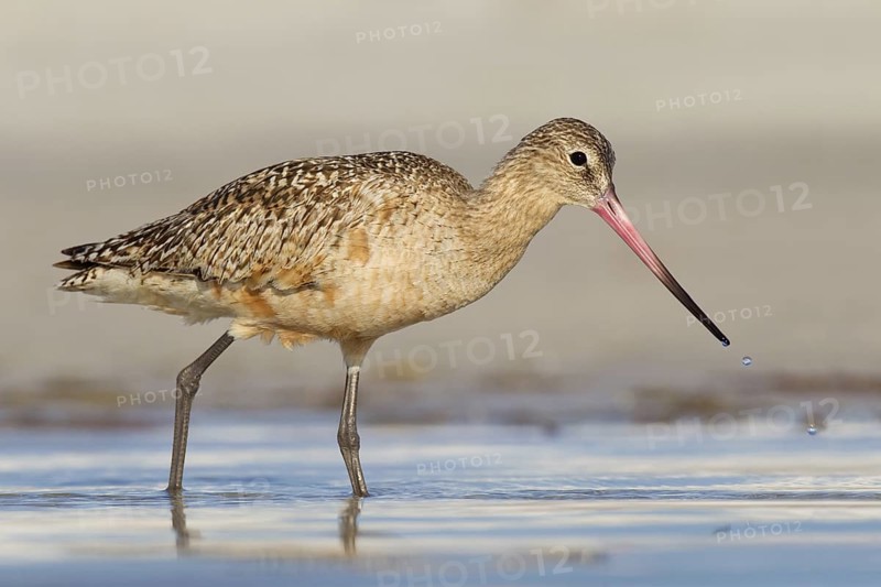 Marbled Godwit (Limosa fedoa), Florida, USA