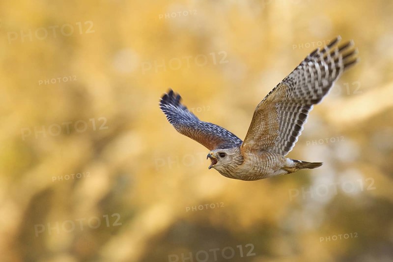 Red-shouldered Hawk (Buteo lineatus) calling in flight, Florida, USA