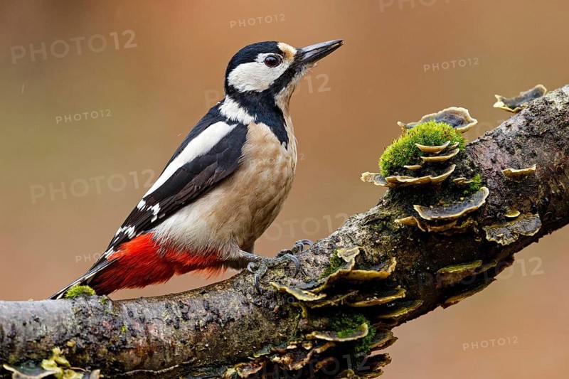 Great Spotted Woodpecker (Dendrocopos major) female, Asturias, Spain