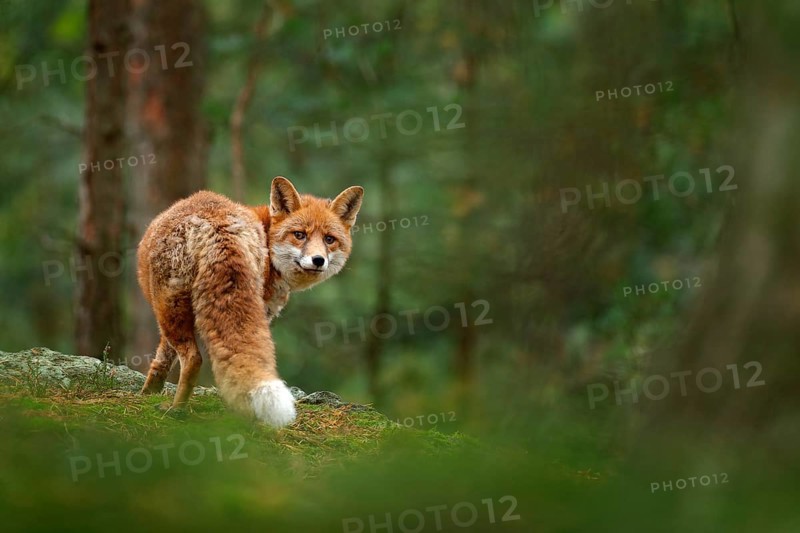 Fox in green forest. Cute Red Fox, Vulpes vulpes, at forest with flowers, moss stone. Wildlife scene from nature. Animal in nature habitat. Fox hidden in green vegetation. Animal, green environment