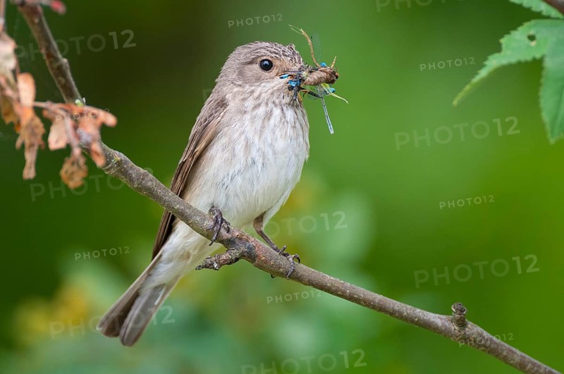 Spotted Flycatcher (Muscicapa striata), Lower Saxony, Germany
