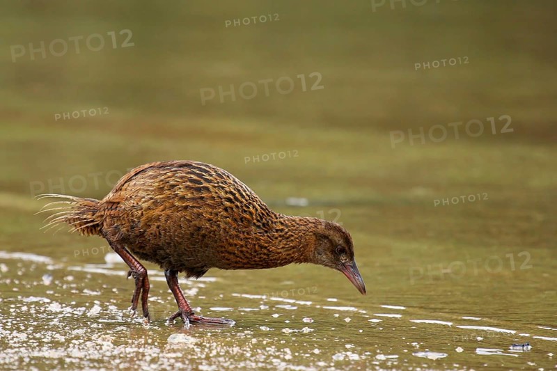 Weka (Gallirallus australis) foraging, Stewart Island, New Zealand