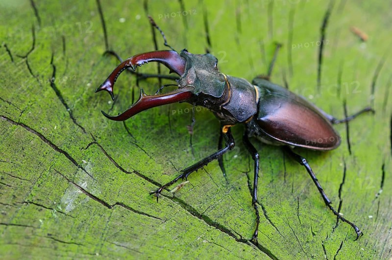 Stag Beetle (Lucanus cervus) male on bark of a tree, Germany