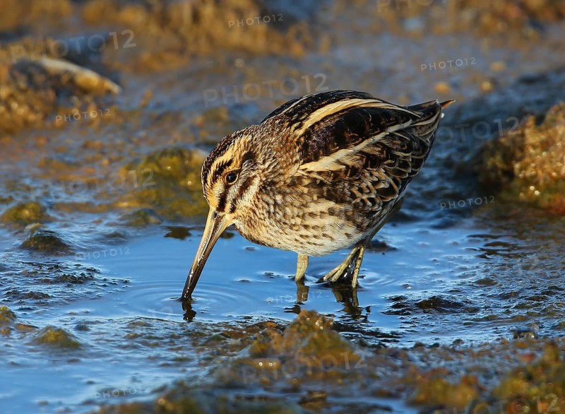 Jack Snipe (Lymnocryptes minimus), French Riviera, France