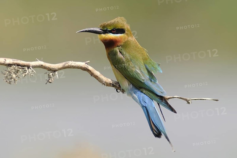 Blue-cheeked Bee-eater (Merops persicus), Sri Lanka
