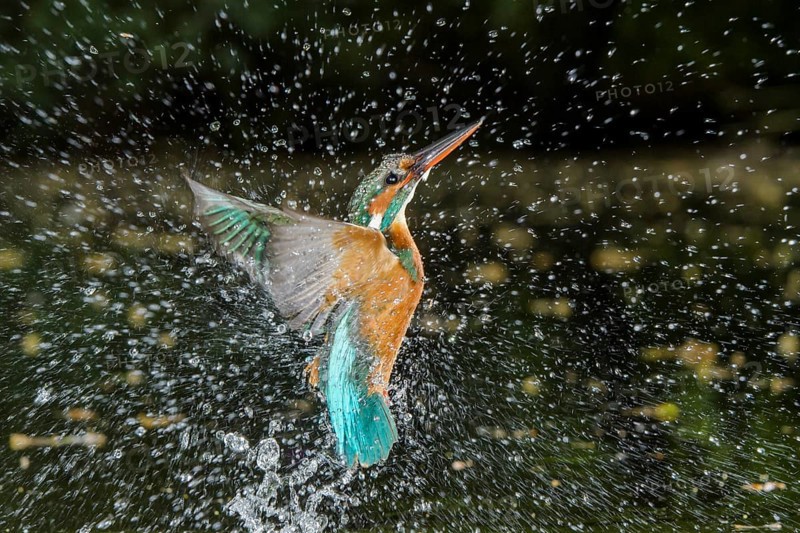 Common Kingfisher (Alcedo atthis) female fishing, Lower Saxony, Germany