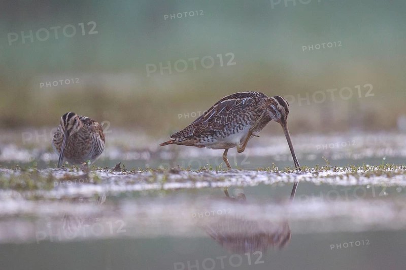Common Snipe (Gallinago gallinago) foraging, North Rhine-Westphalia, Germany