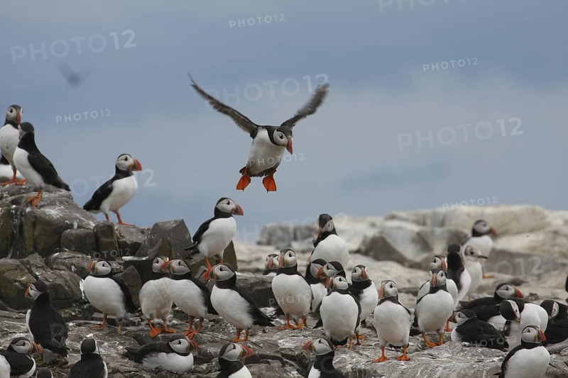 Atlantic Puffin (Fratercula arctica), Farne Islands, United Kingdom