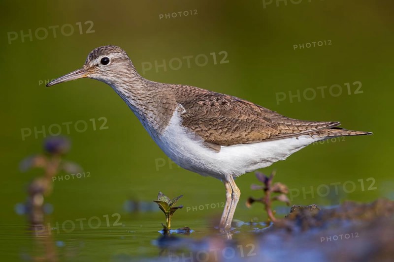 Common Sandpiper (Actitis hypoleucos), North Rhine-Westphalia, Germany