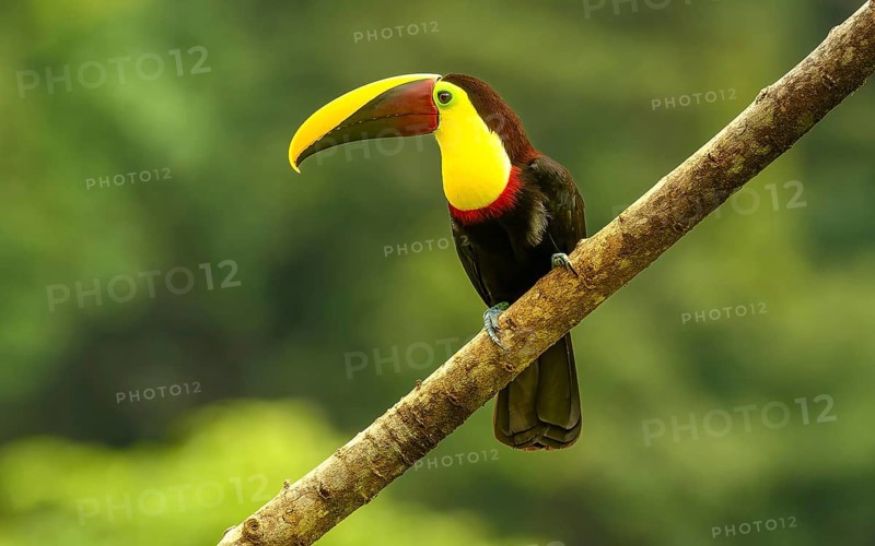 Swainson-Tukan oder Braunrückentukan (Ramphastos swainsonii)