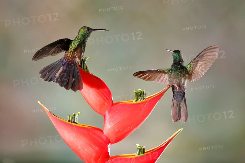Bronze-tailed Plumeleteer (Chalybura urochrysia) males flying while feeding at flower nectar, Costa Rica