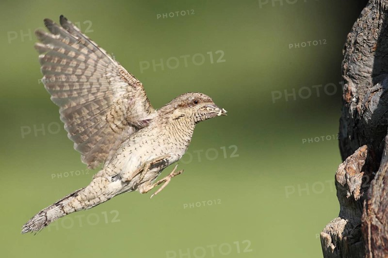 Eurasian Wryneck (Jynx torquilla) flying, Baden-Wuerttemberg, Germany