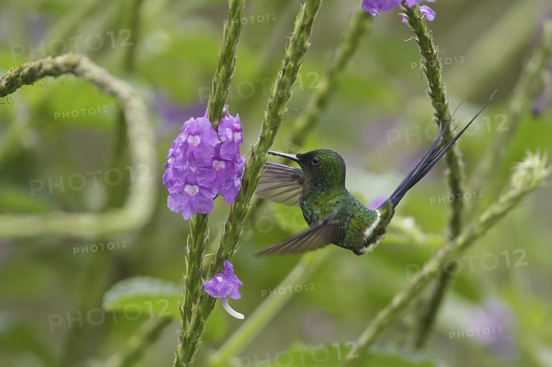 Green Thorntail (Discosura conversii), Costa Rica