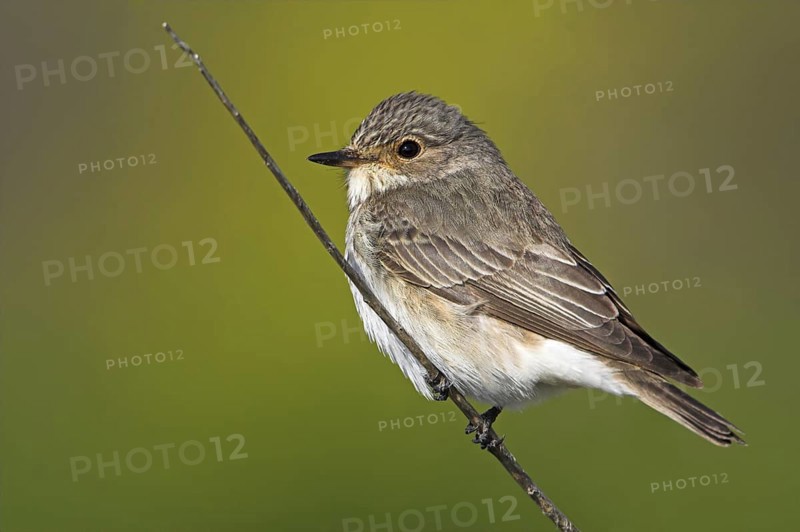 Spotted Flycatcher (Muscicapa striata), Greece