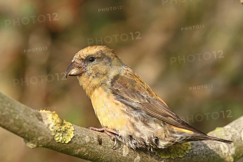 Red Crossbill (Loxia curvirostra) male, Schleswig-Holstein, Germany