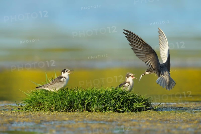 Black Tern (Chlidonias niger) juvenile, Netherlands