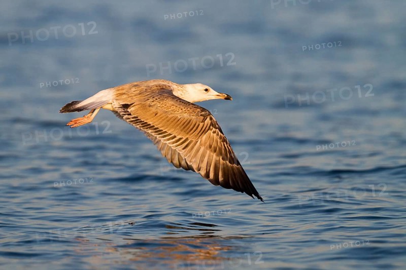 Caspian Gull (Larus cachinnans) flying, Baden-Wuerttemberg, Germany