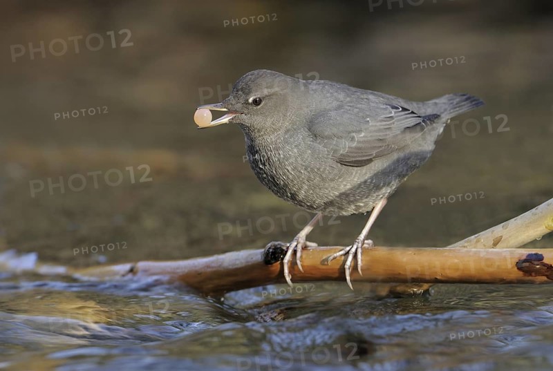 American Dipper (Cinclus mexicanus), British Columbia, Canada