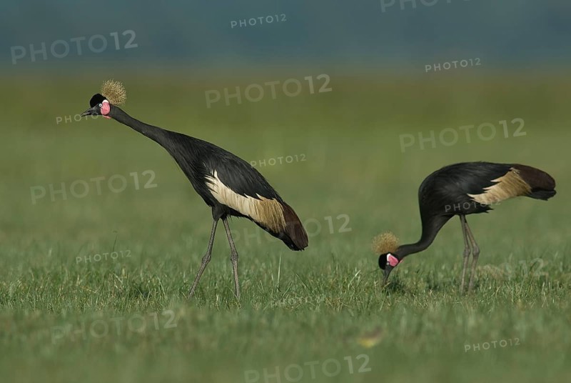 Black Crowned Crane (Balearica pavonina) foraging, Lake, Awasa, Ethiopia