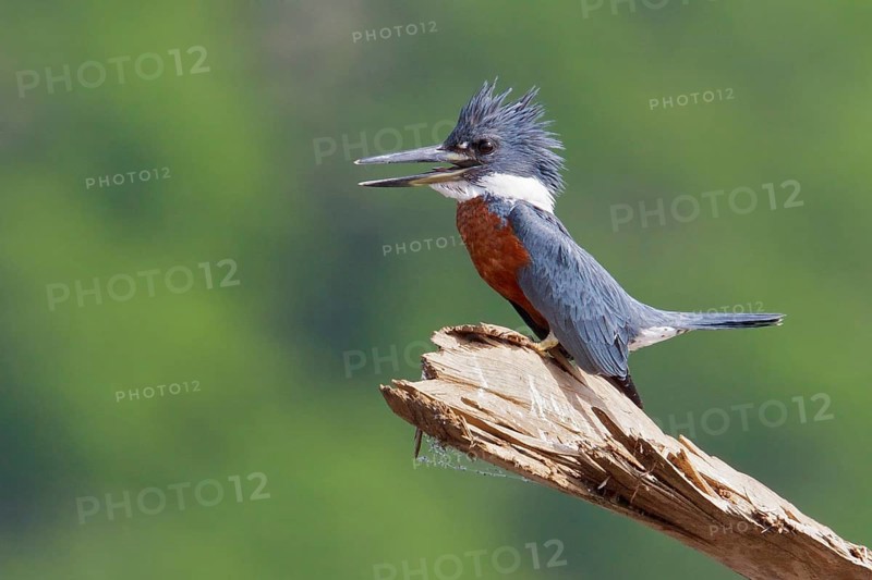 Ringed Kingfisher (Ceryle torquata) perched on a branch in Costa Rica, Central America