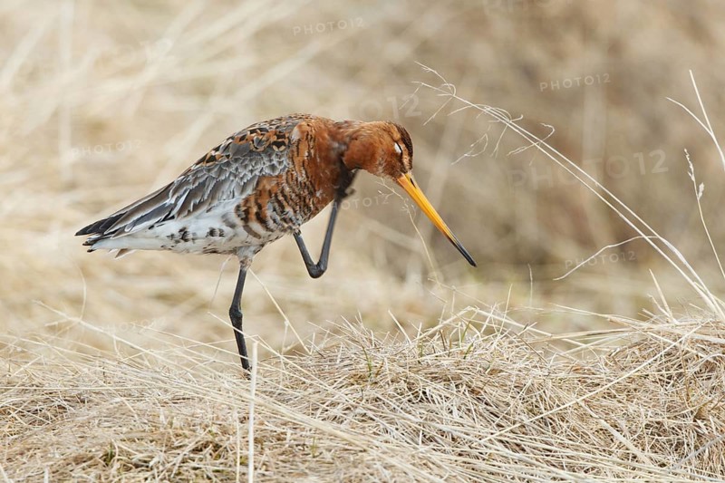 Black-tailed Godwit (Limosa limosa), Myvatn, Iceland