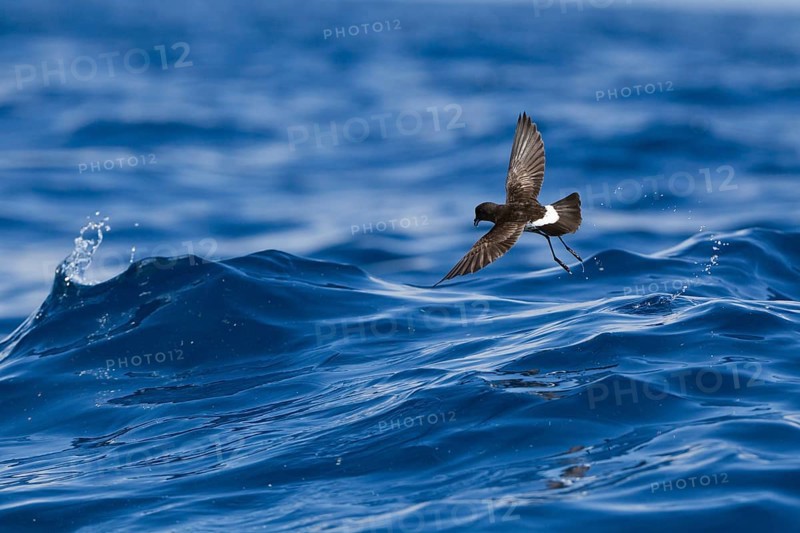 New Zealand storm petrel (Fregetta maoriana) in flight