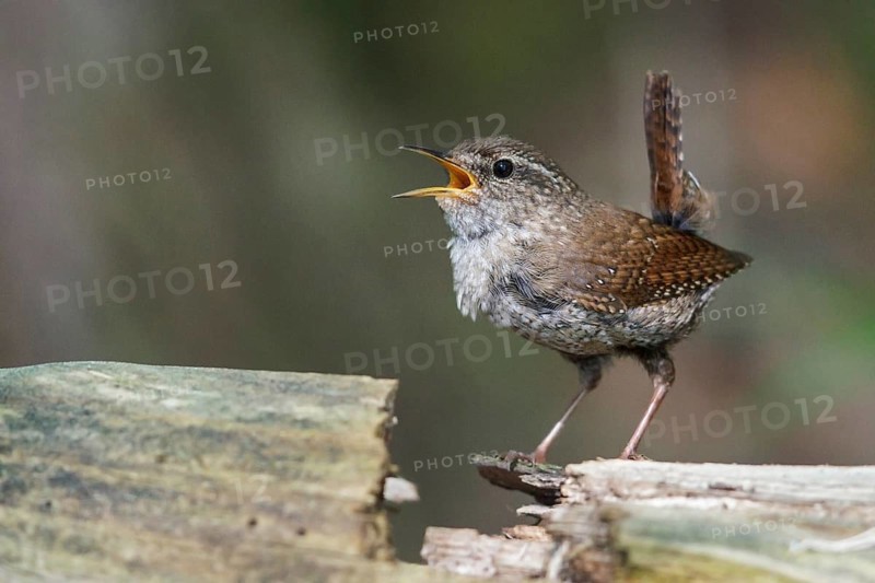 Winter Wren (Troglodytes hiemalis) perched on a branch in southern Ontario, Canada