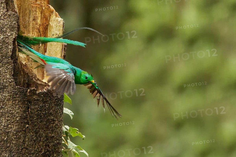 Resplendent Quetzal (Pharomachrus mocinno) perched on a branch in Costa Rica