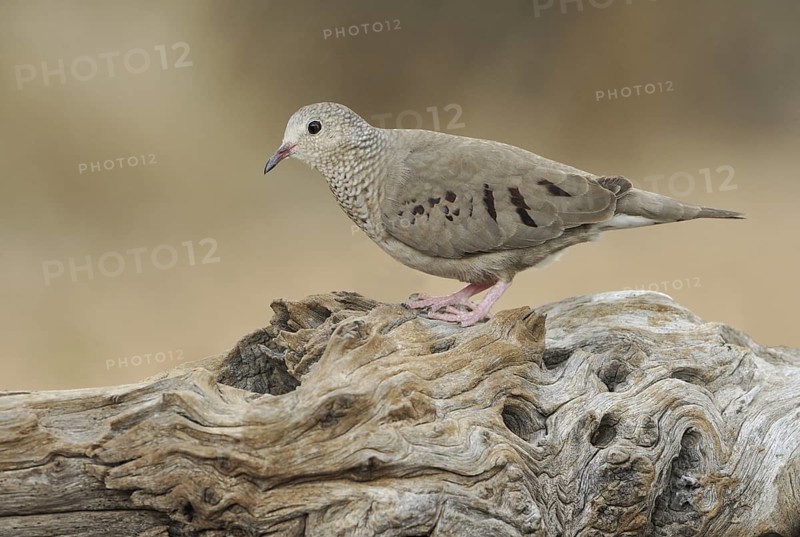 Common Ground Dove (Columbina passerina), Arizona, USA